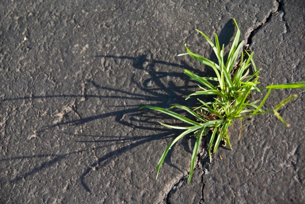 Gutter Grass